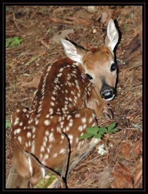 JPG Fawn DSC_0204.jpg