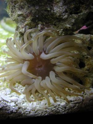 our new anemone