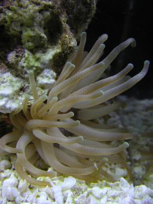 our new anemone