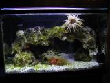 anemones and fan in tank
