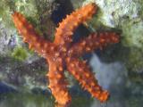 our orange starfish