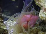 our new anemone