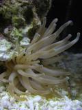 our new anemone