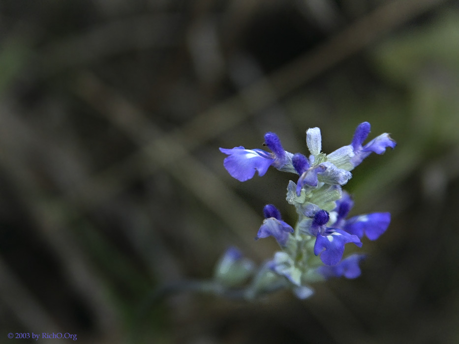 Mealy Sage