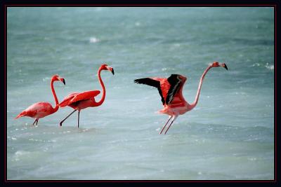 Bonairean Flamingos