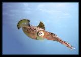Caribbean Reef Squid