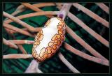 Flamingo Tongue