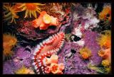 Bearded Fireworm/cup coral