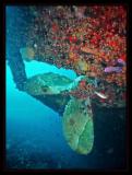 Hilma Hooker
