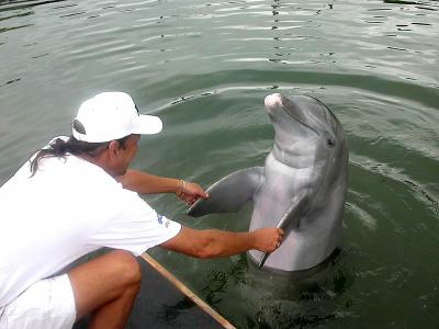 u36/rixx/medium/34462288.RicksDolphinhandshake.jpg