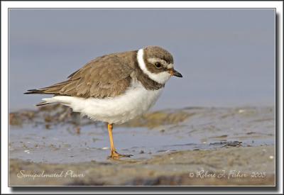 Semipalmated Plover