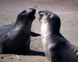 California, San Simeon, Elephant Seals