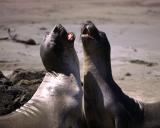 California, San Simeon, Elephant Seals