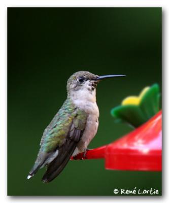 Colibri / Hummingbird