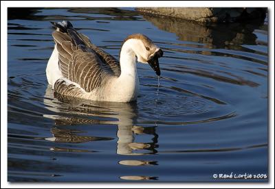 Oie cygnode / Chinese goose