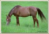 Cheval / Horse