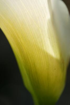 Calla lily 4