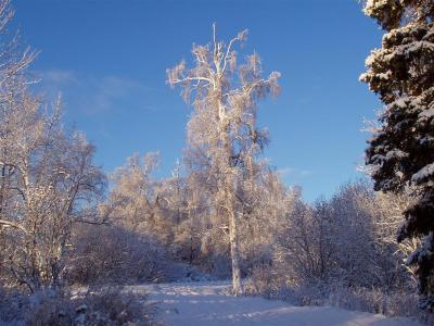 Snowfall Coastal Trail Birch