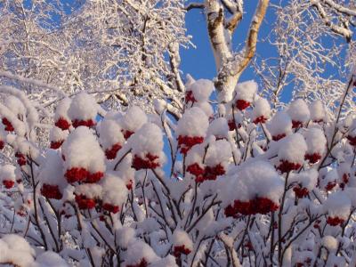 Snowfall Elderberry