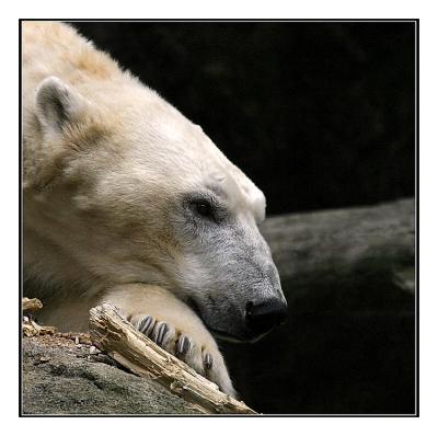 Polar Bear