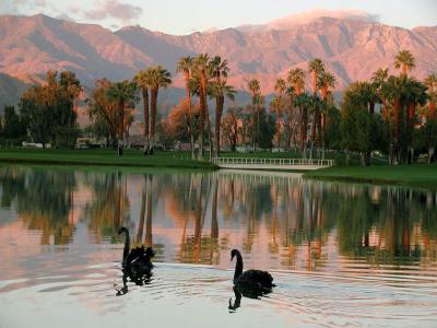 Swans at sunrise