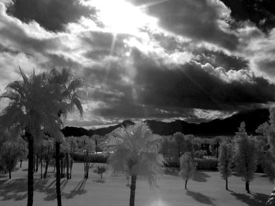 Stormy skies and palms (infrared)