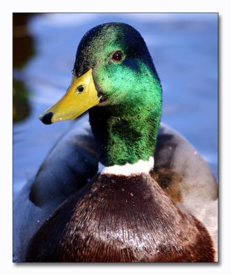 Mallard.jpg