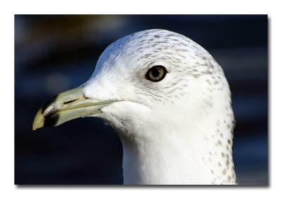 Seagull-Intelli.jpg