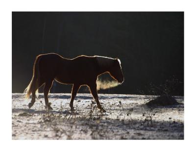 Horse-copy1.jpg
