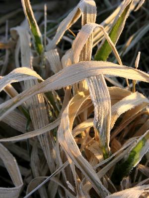 Grass.jpg