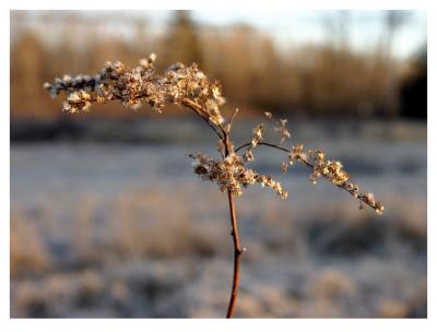 Twig.jpg