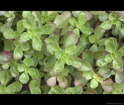 Ground Cover