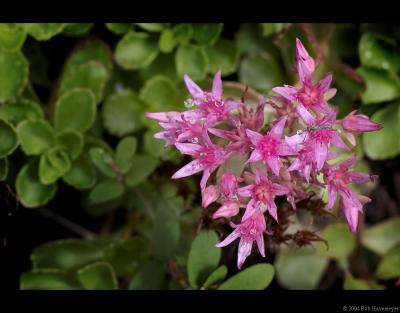 Flower5