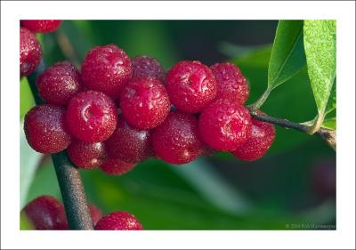 Fall Berries