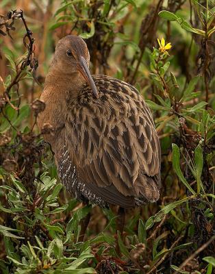 Clapper Rail