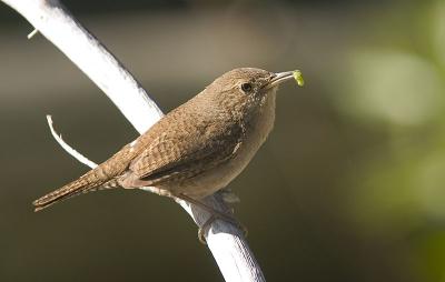 House Wren