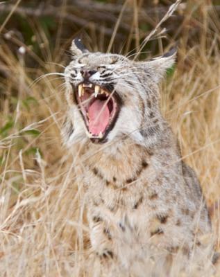 Bobcat