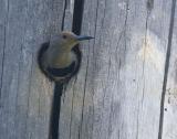 Northern Flicker