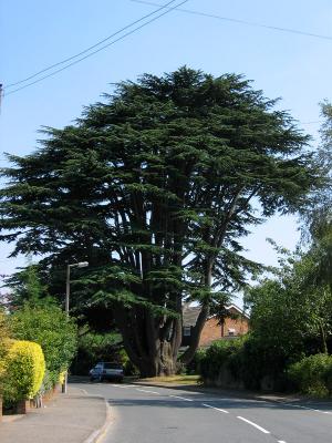 The Aperfield Cedar