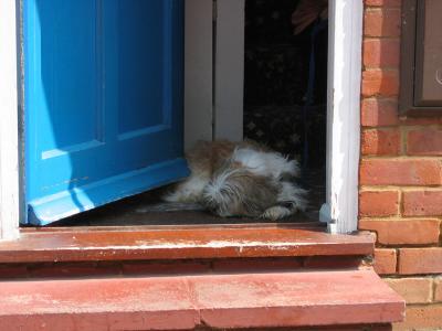 Doorstep pooch