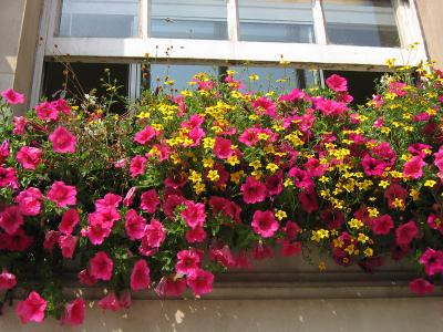 Window box