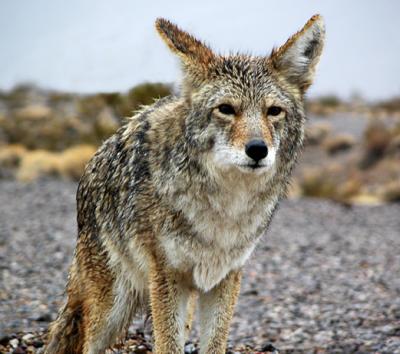 A wet coyote