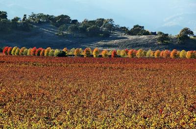 Fall trees and vineyard