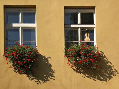 Violin in window