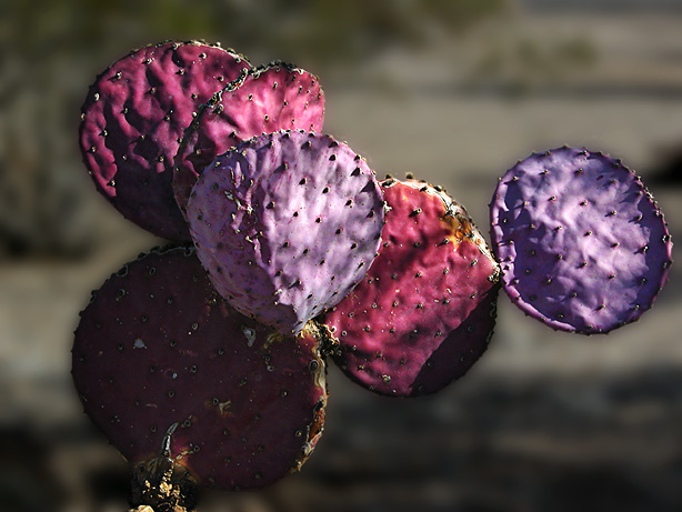 Prickly pear