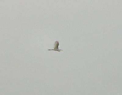 far off great egret.jpg