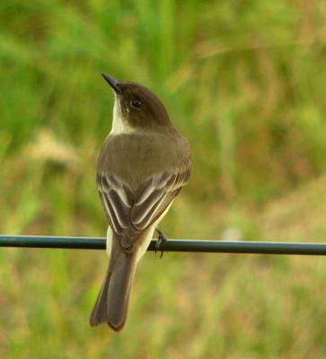 u36/rosah/medium/34500019.easternphoebe2.jpg