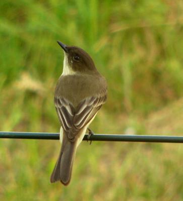 eastern phoebe 2.jpg