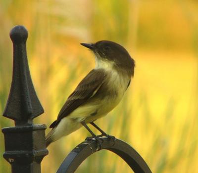 eastern phoebe 7.jpg