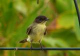 eastern phoebe 3.jpg